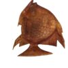 Angel Fish - Image 4