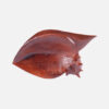 Shell Fruit Bowl - Image 2
