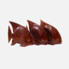 Display Angel Fish - Image 2