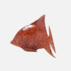 Display Angel Fish - Image 9