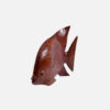 Display Angel Fish - Image 5