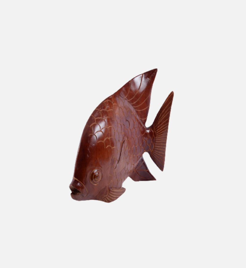 Display Angel Fish - Image 5