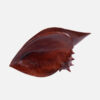Shell Fruit Bowl - Image 6
